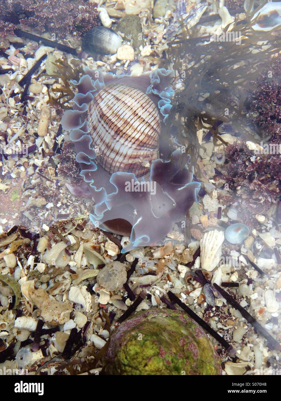 Live bubble shell (Bullina lineata) in rock pool, Jervis Bay, Australia Stock Photo