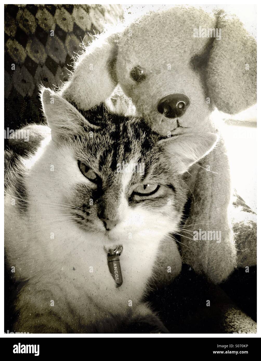 Furry Friends. Cat and toy dog. Stock Photo
