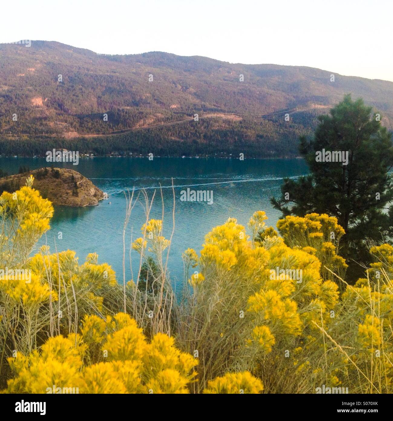 Kalamalka Lake's infamous blue waters reflect fabulously against the yellow flowers in the foreground. - Smartphone Captured Stock Image