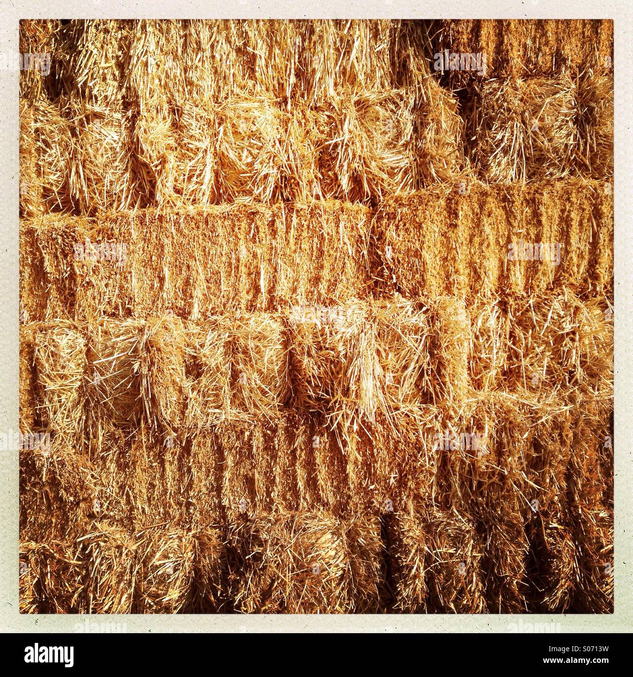 Traditional small square straw bales in a stack. Yorkshire UK Stock Photo