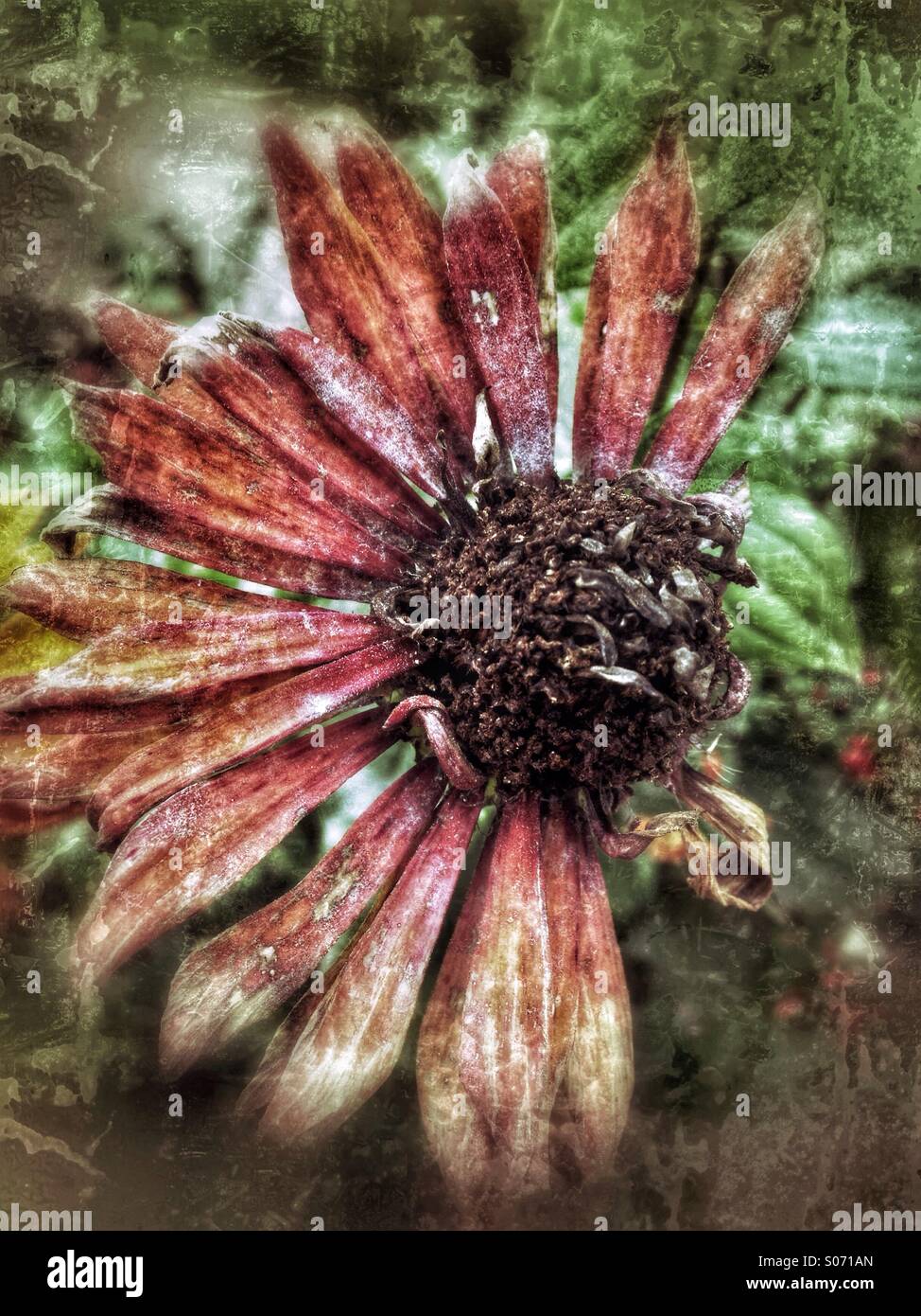 He loves me...he loves me not... - Smartphone Captured Stock Image