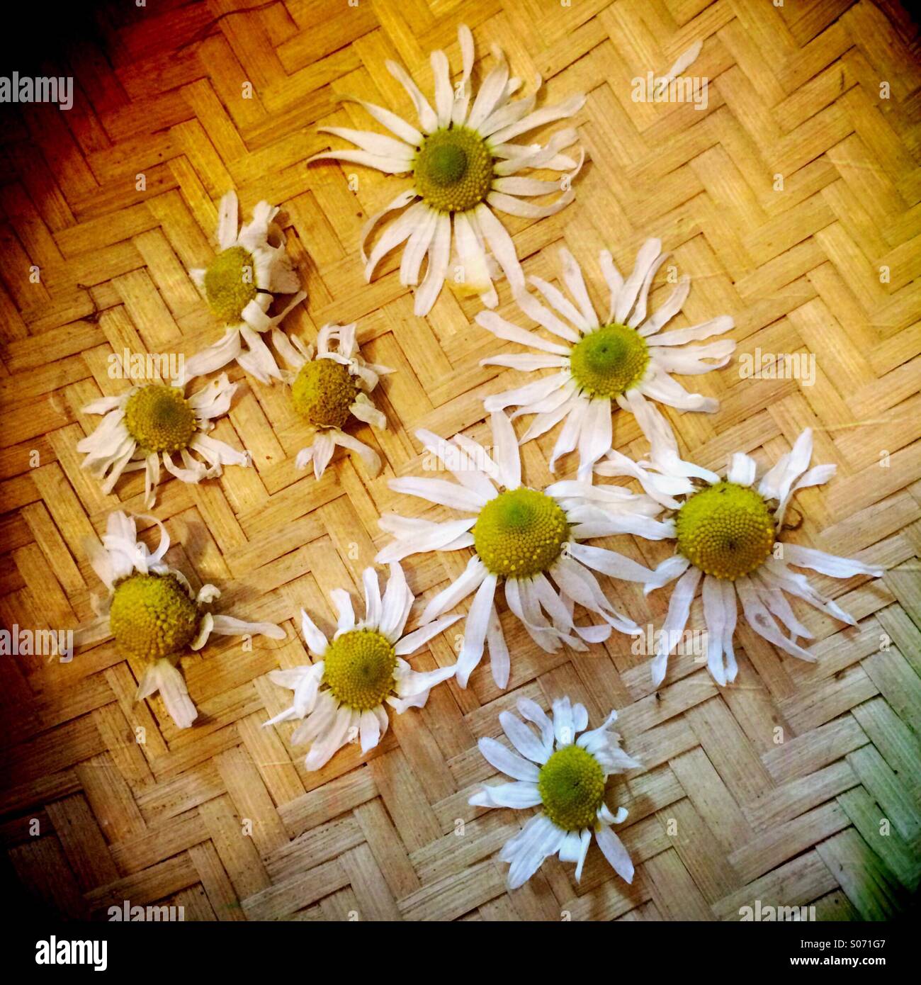 A woven bowl with camomile flowers - Smartphone Captured Stock Image