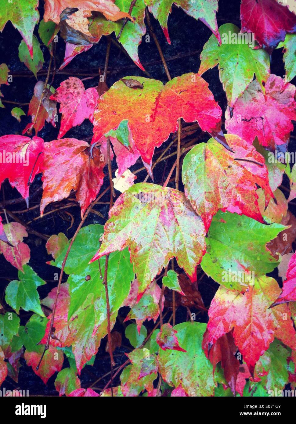 Wet autumn leaves hi-res stock photography and images - Alamy