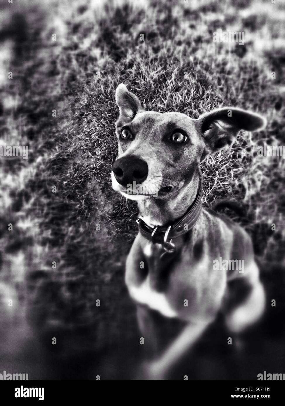 Young whippet waiting expectantly - Smartphone Captured Stock Image