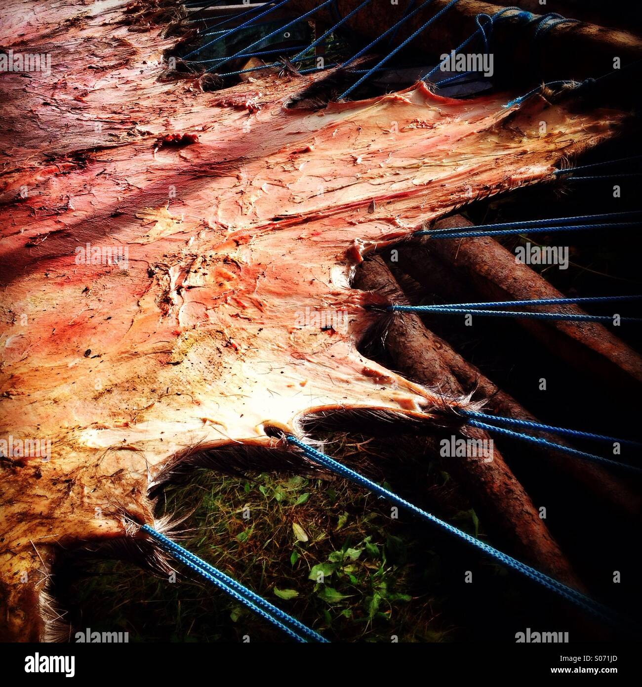 Moose skin drying - Smartphone Captured Stock Image
