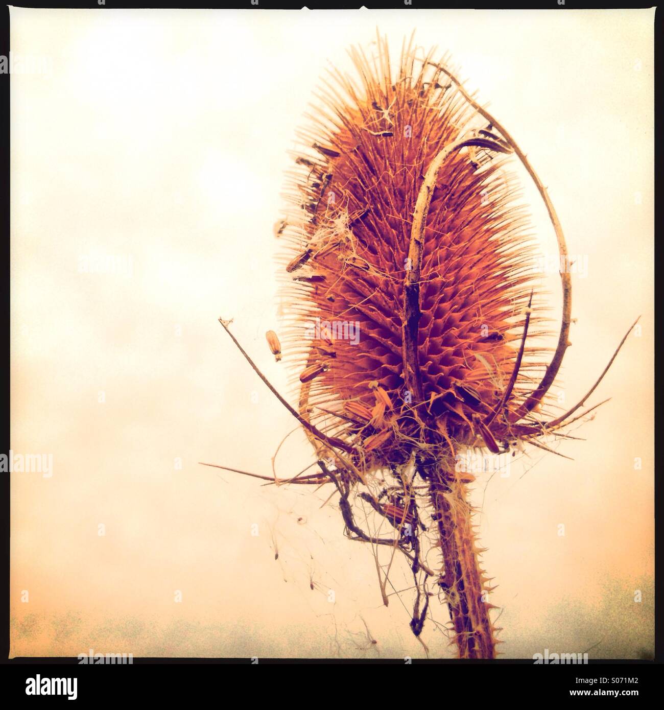 Reed seed head Stock Photo