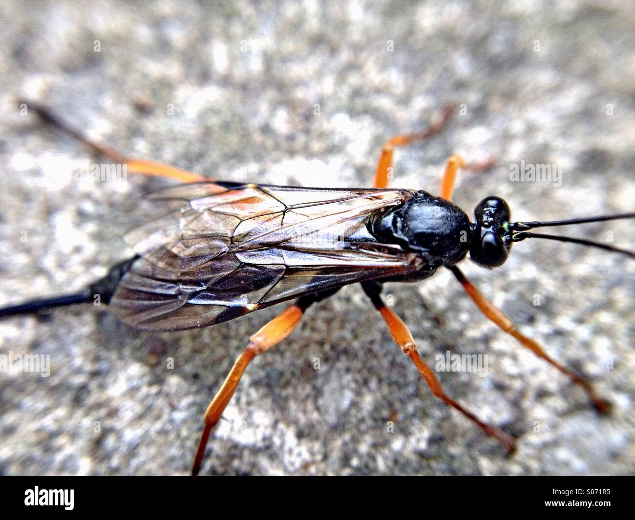 Close up of a female ichneumon wasp Stock Photo - Alamy