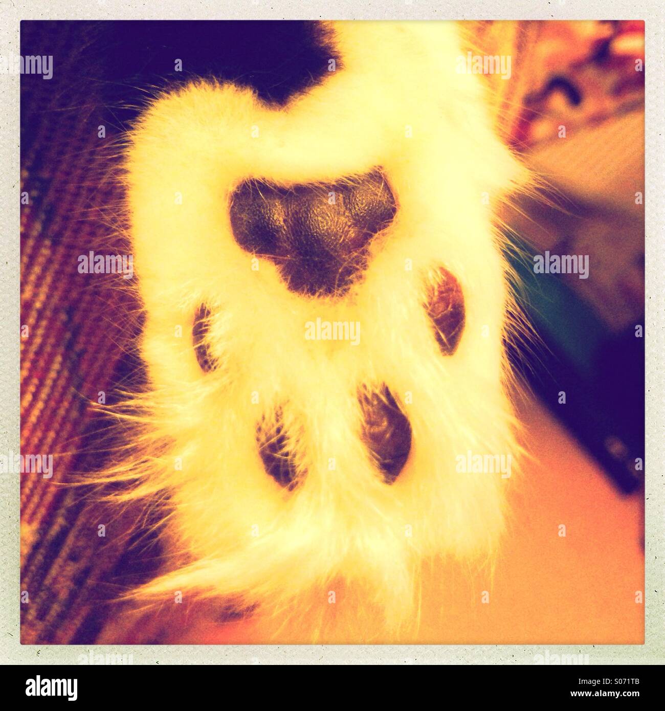 Cats foot hires stock photography and images Alamy