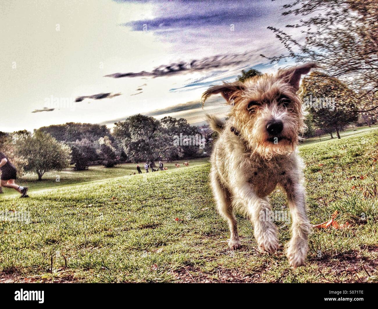 Dog running towards camera with jogger running out of frame and dog