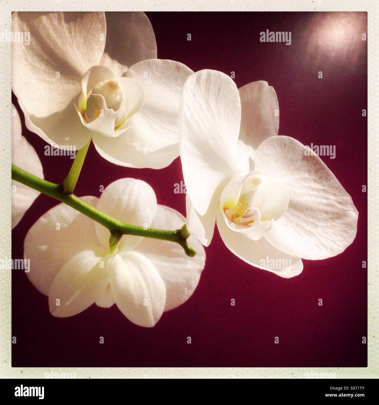 White orchid phalaenopsis against a violet background. Stock Photo
