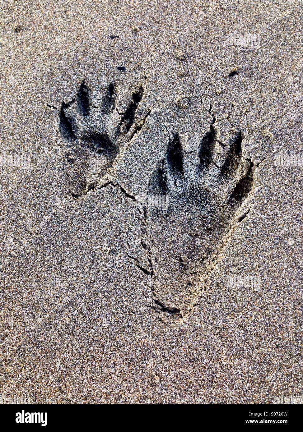 Raccoon tracks in the sand Stock Photo