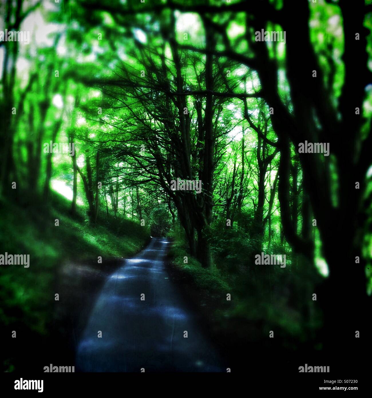 A lane through trees and green vegetation - Smartphone Captured Stock Image