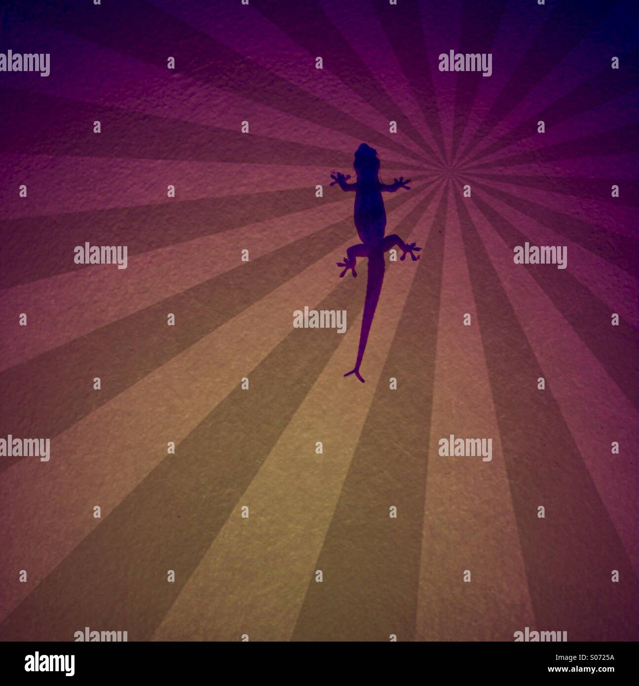 Fork tailed gecko. - Smartphone Captured Stock Image