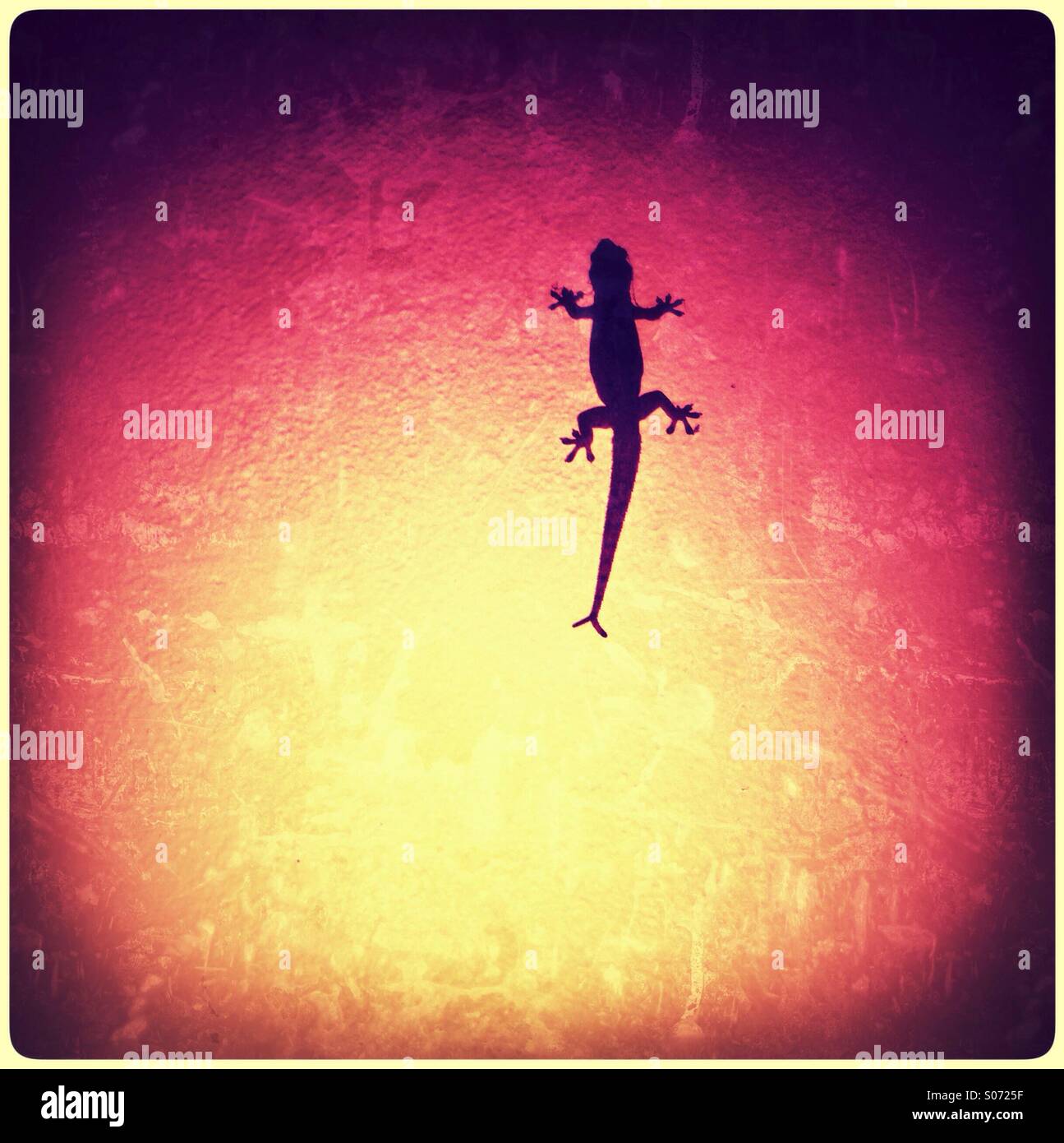 A fork tailed gecko. - Smartphone Captured Stock Image