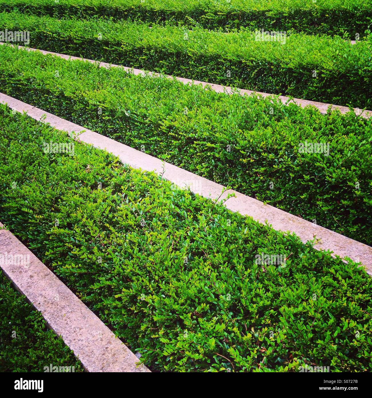 Box hedge. - Smartphone Captured Stock Image