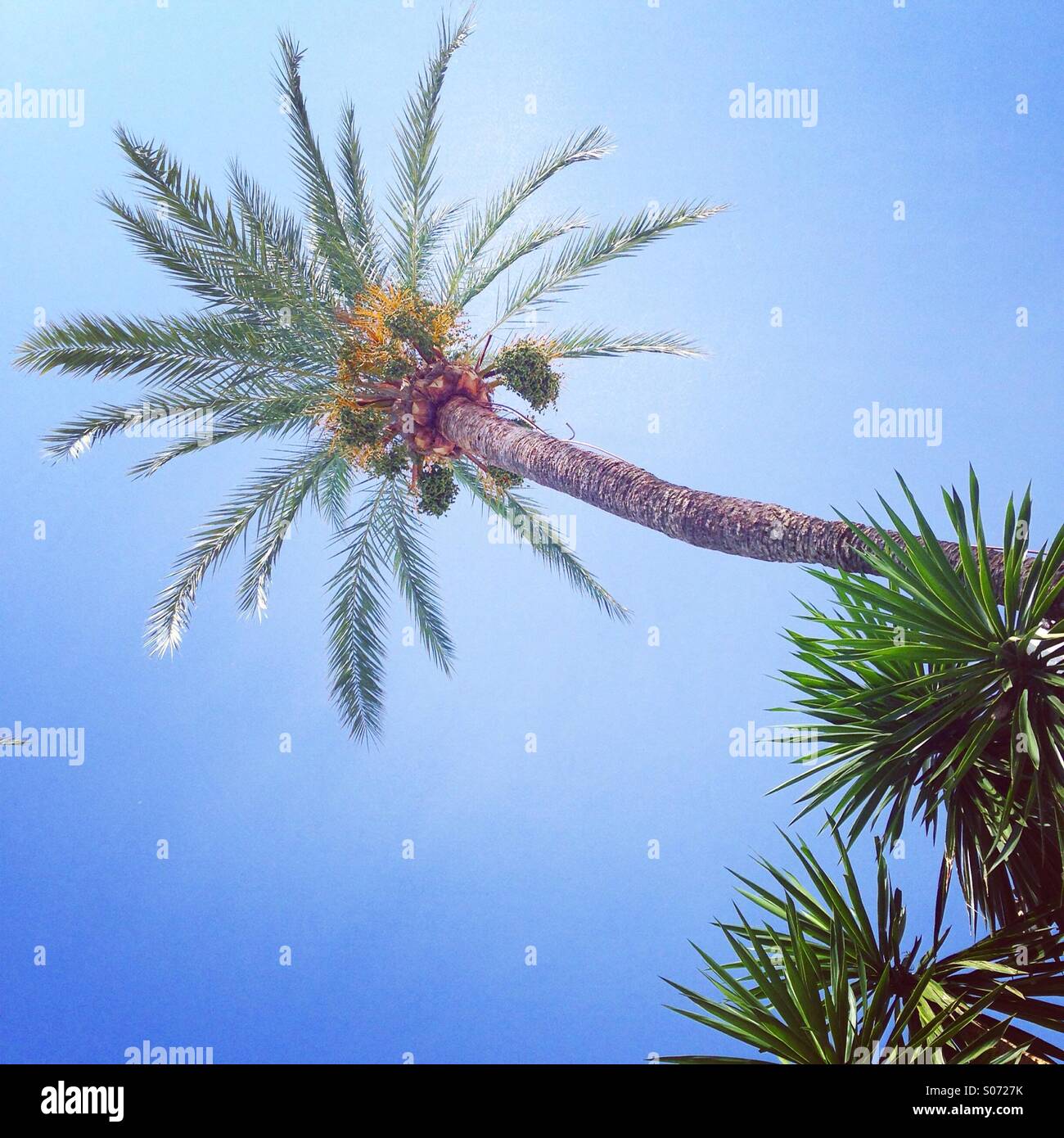 Sun sunshine palm tree hi-res stock photography and images - Alamy