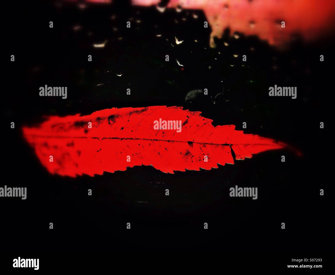 Red leaf#2 - Smartphone Captured Stock Image