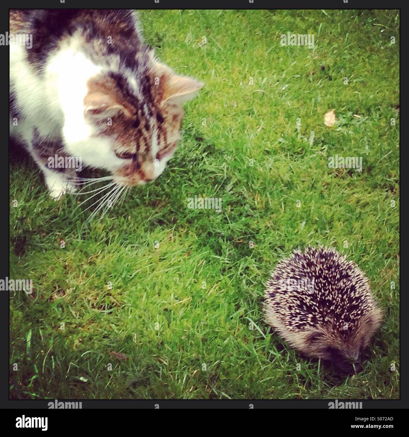 Curious Cat with hedgehog Stock Photo