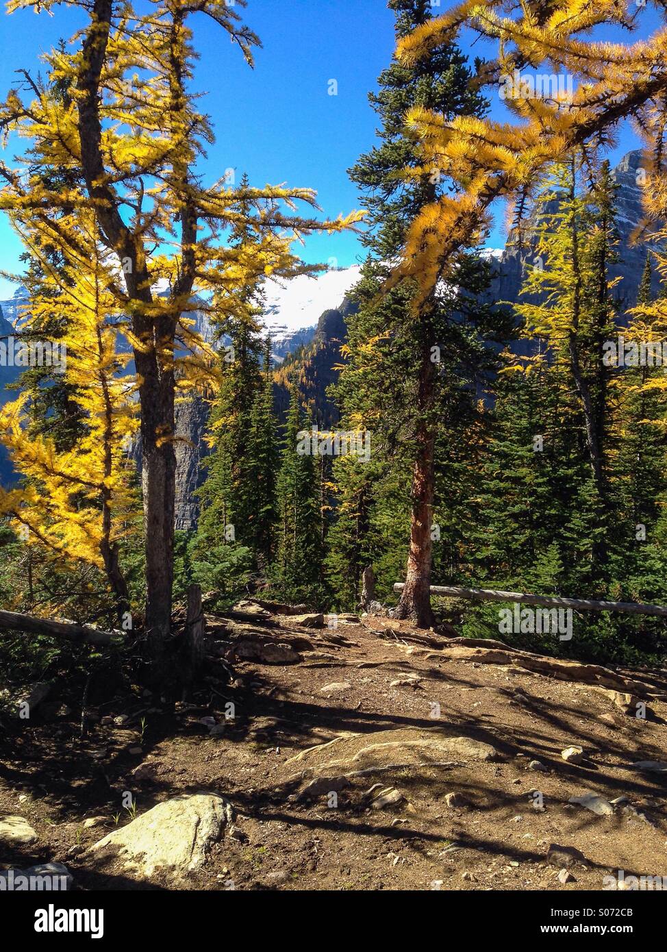 Larch Trees in Autumn, Banff NP, Canada Stock Photo