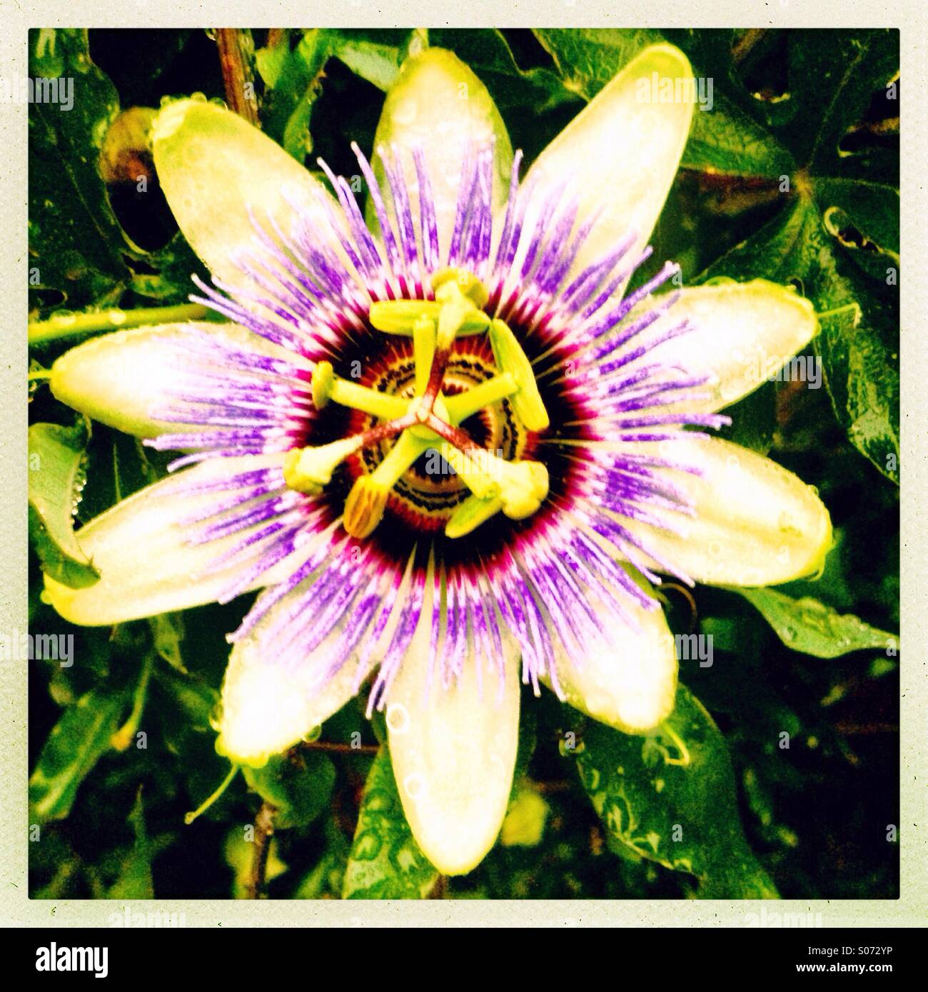 Passion fruit flower with water drops Stock Photo Alamy