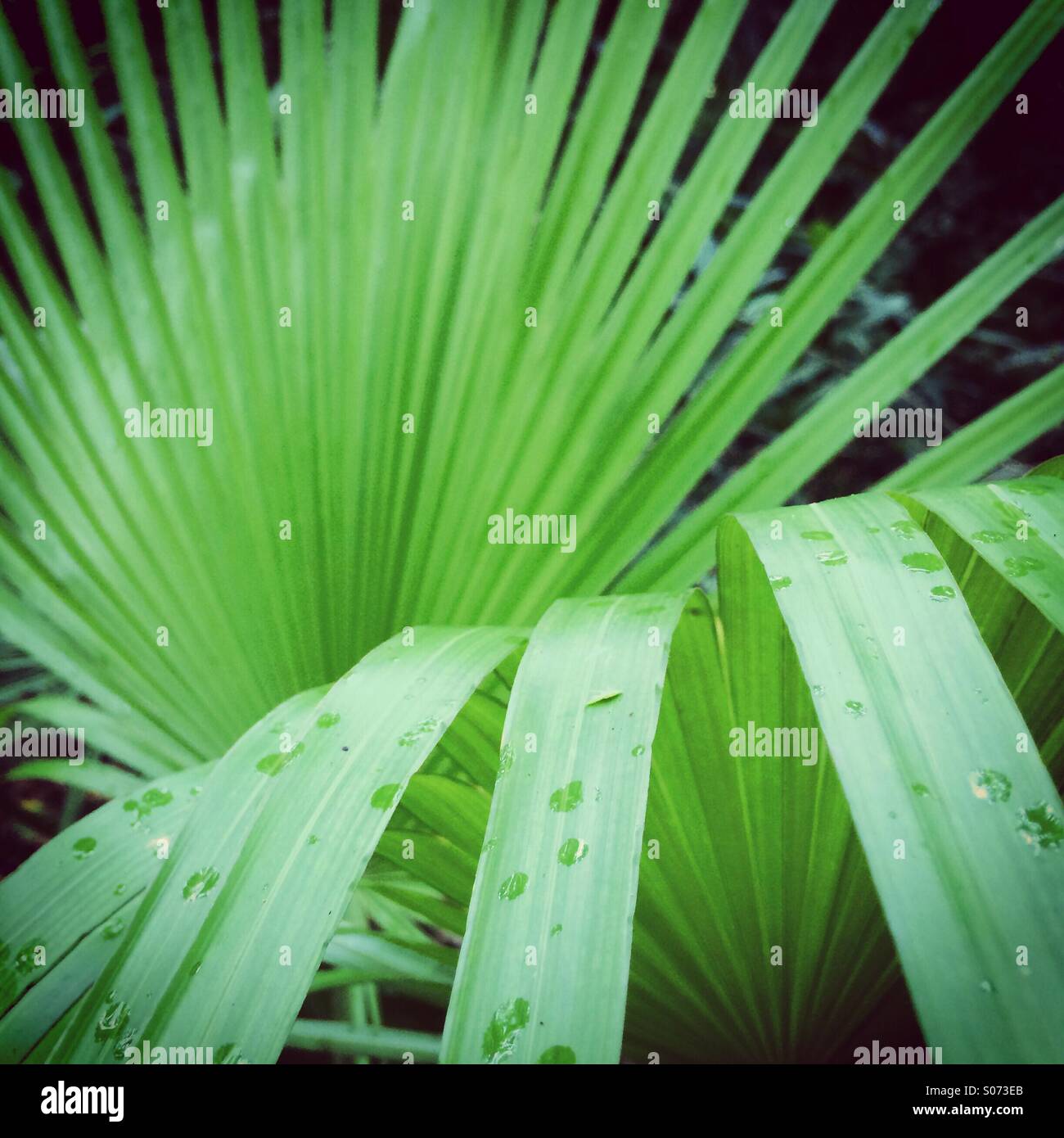 Fan palm detail , Belize - Smartphone Captured Stock Image