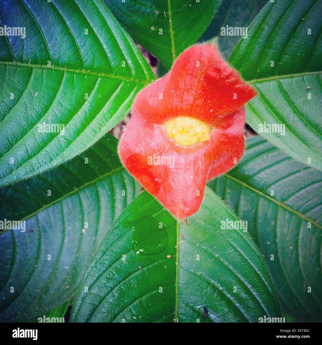 'Hot lips' flower, Psychotria sp., rainforest flower, Belize - Smartphone Captured Stock Image