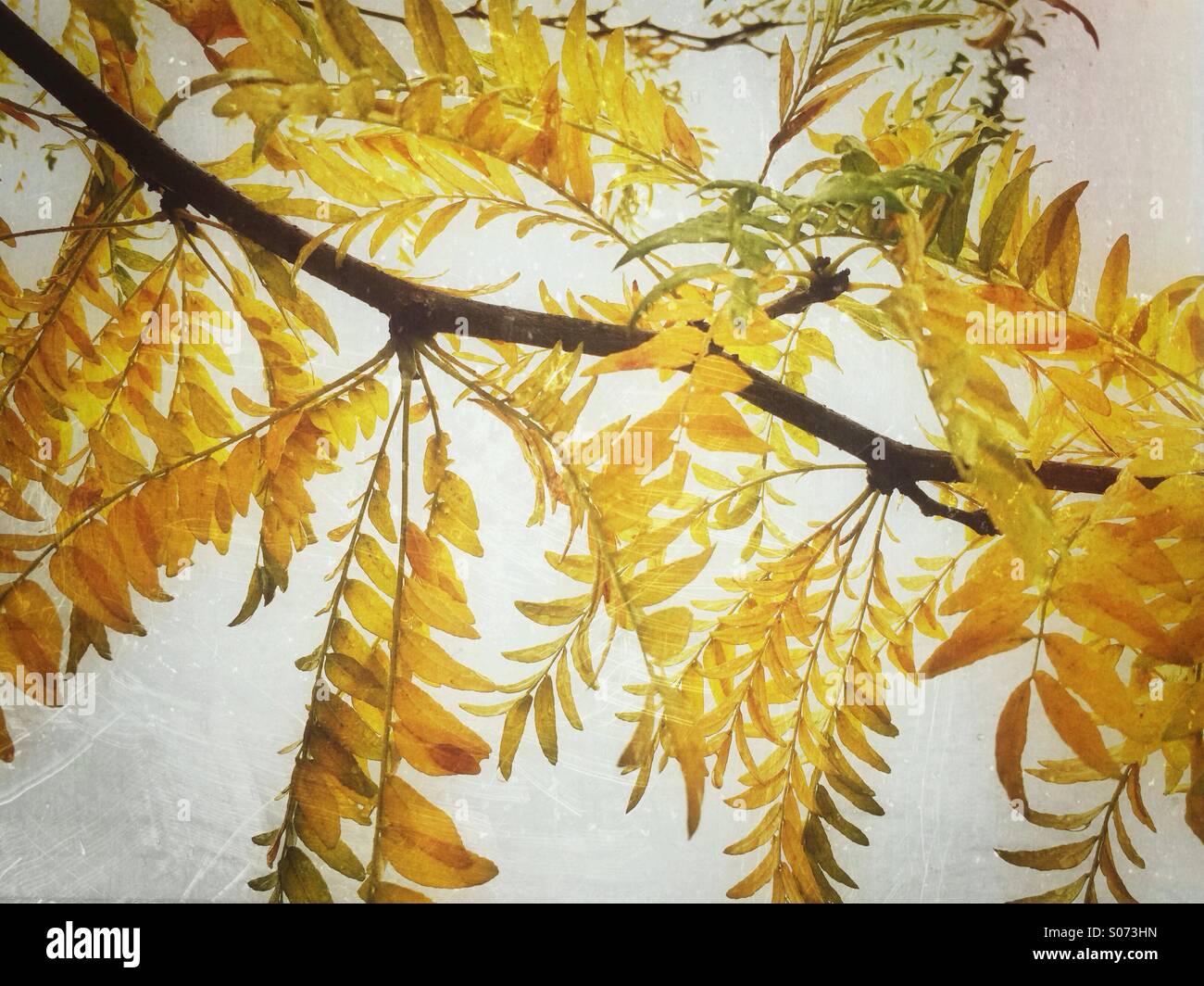 Yellow leaves tree hi-res stock photography and images - Alamy