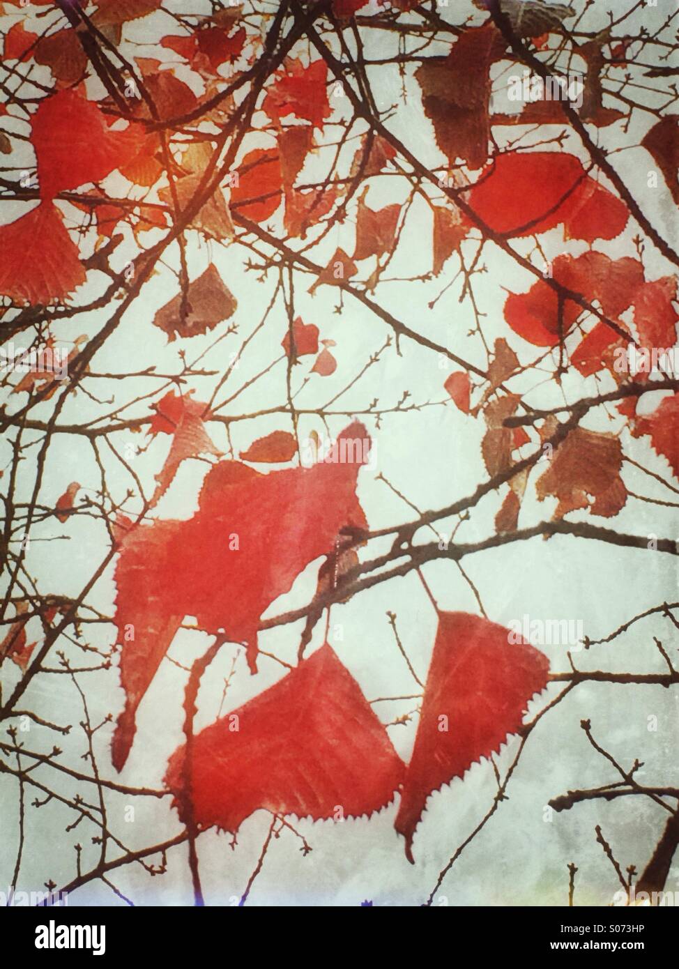 Red leaves on branches Stock Photo