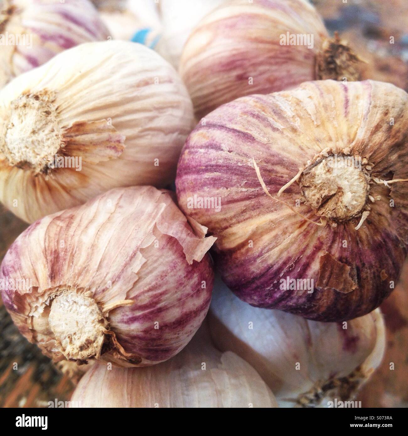 Garlic - Smartphone Captured Stock Image
