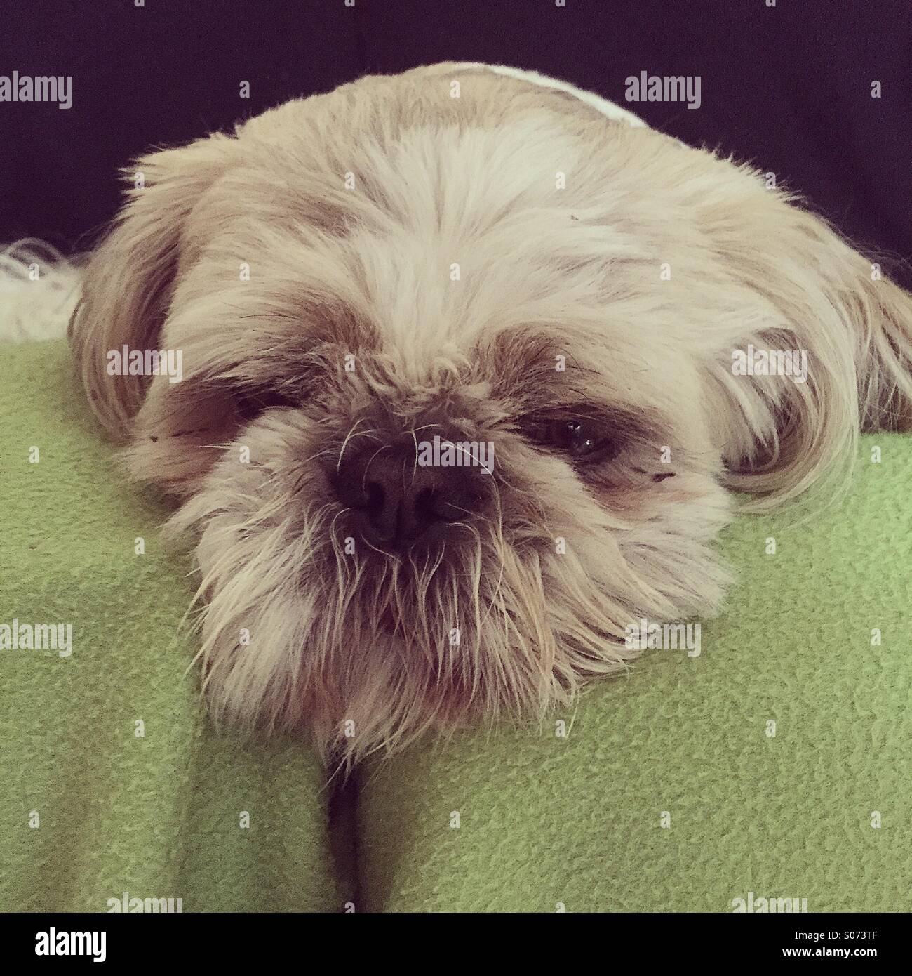 A dogs life Stock Photo Alamy