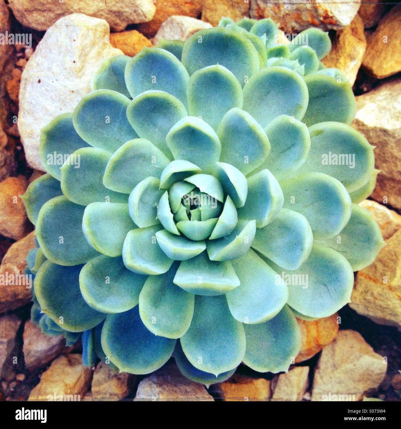 Close up of succulent plant growing in greenhouse Stock Photo Alamy