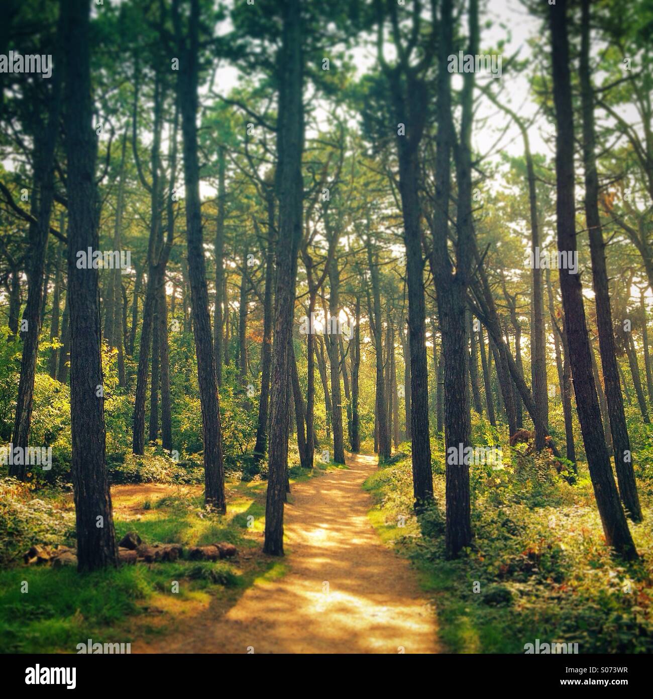 Beautiful late afternoon sunlight and dirt path through pine forest near Sankt-Peter-Ording, Nordfriesland, Schleswig-Holstein, Germany Stock Photo