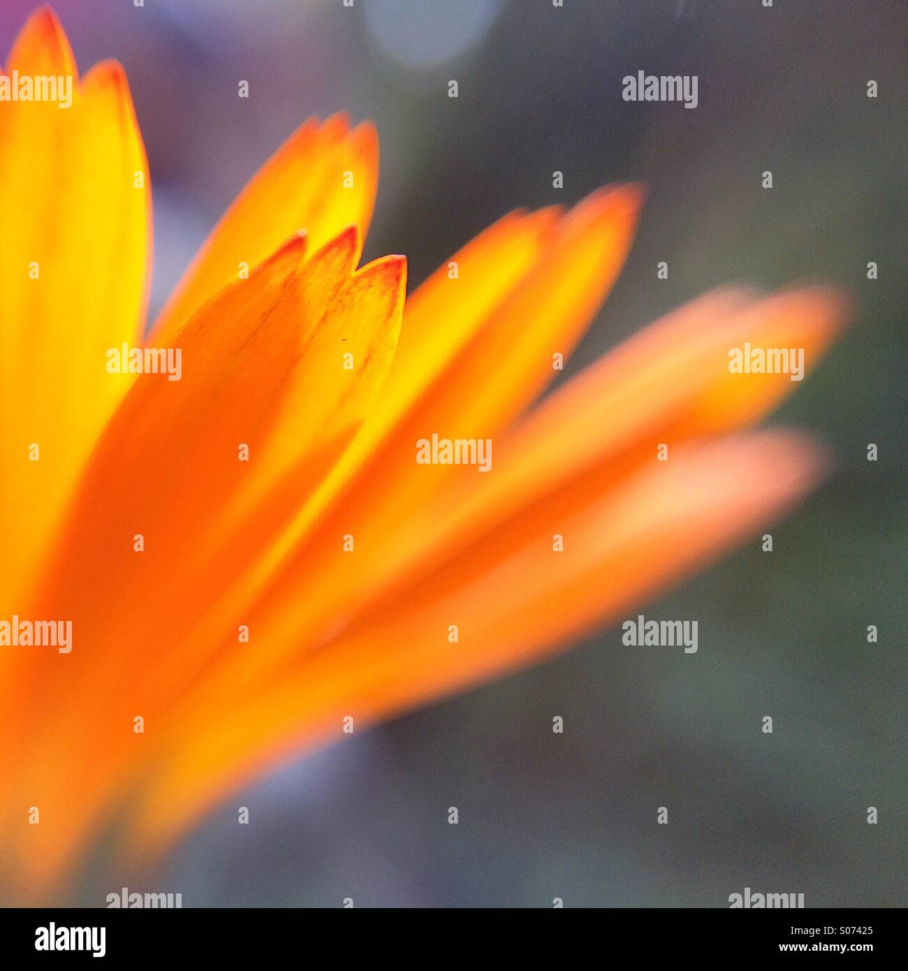 Macro of the petals of an orange flower Stock Photo