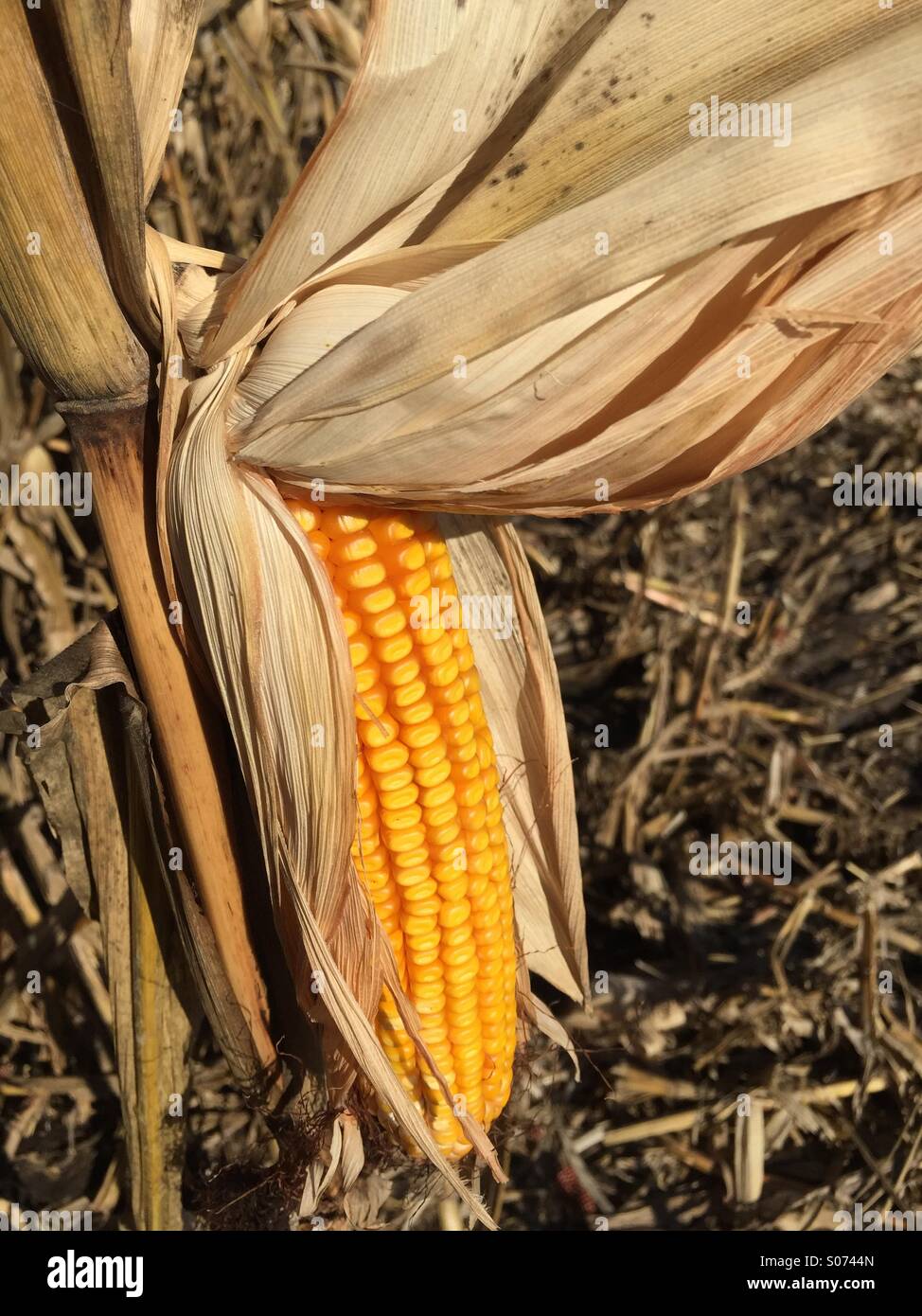 Illinois corn ready for harvest Stock Photo Alamy