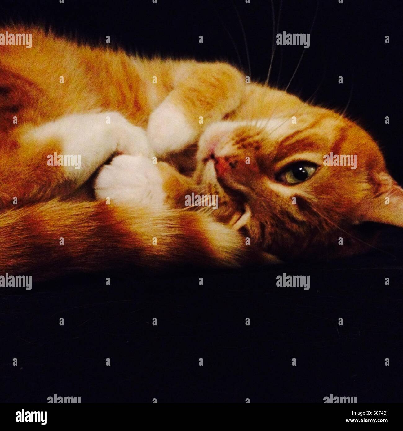 A white and red cat lying with a black background - Smartphone Captured Stock Image
