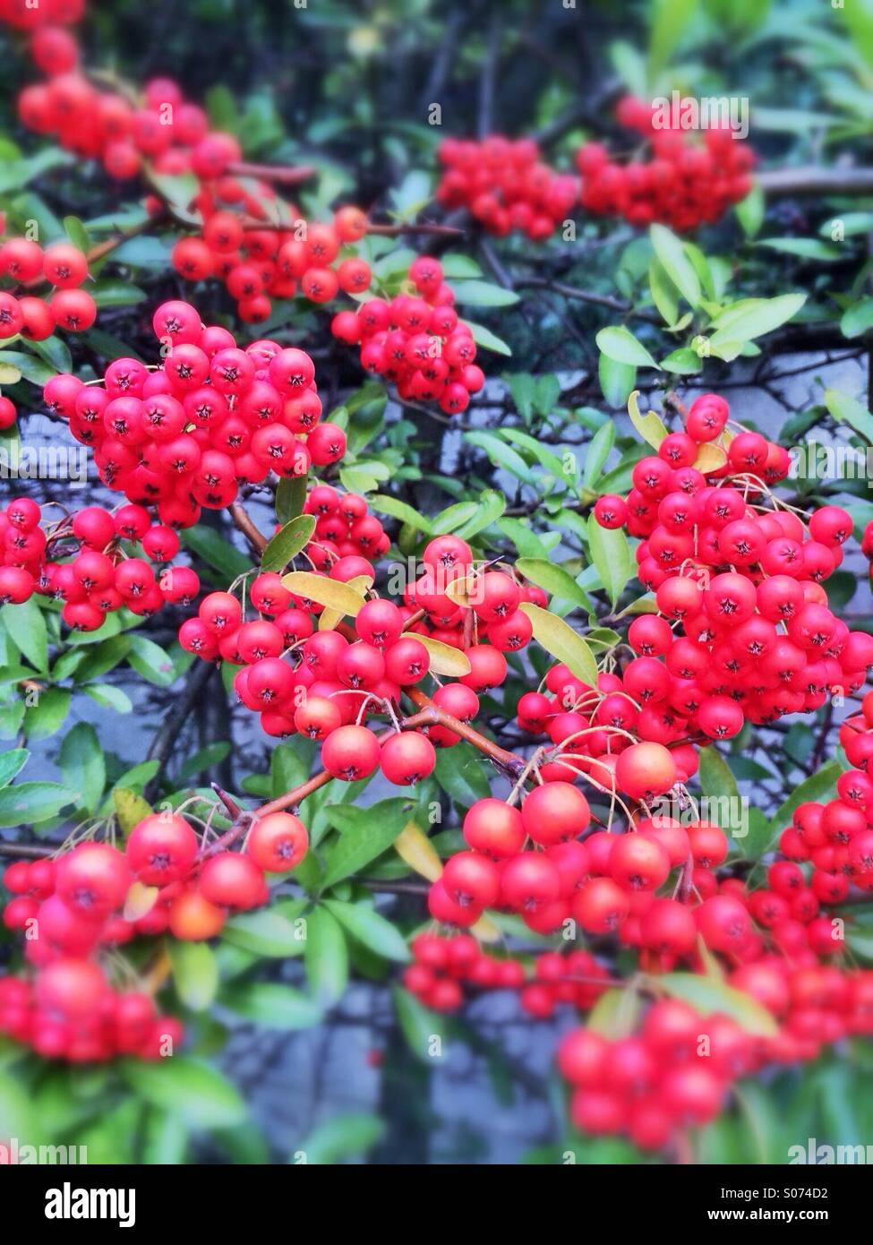 Wild red berries Stock Photo