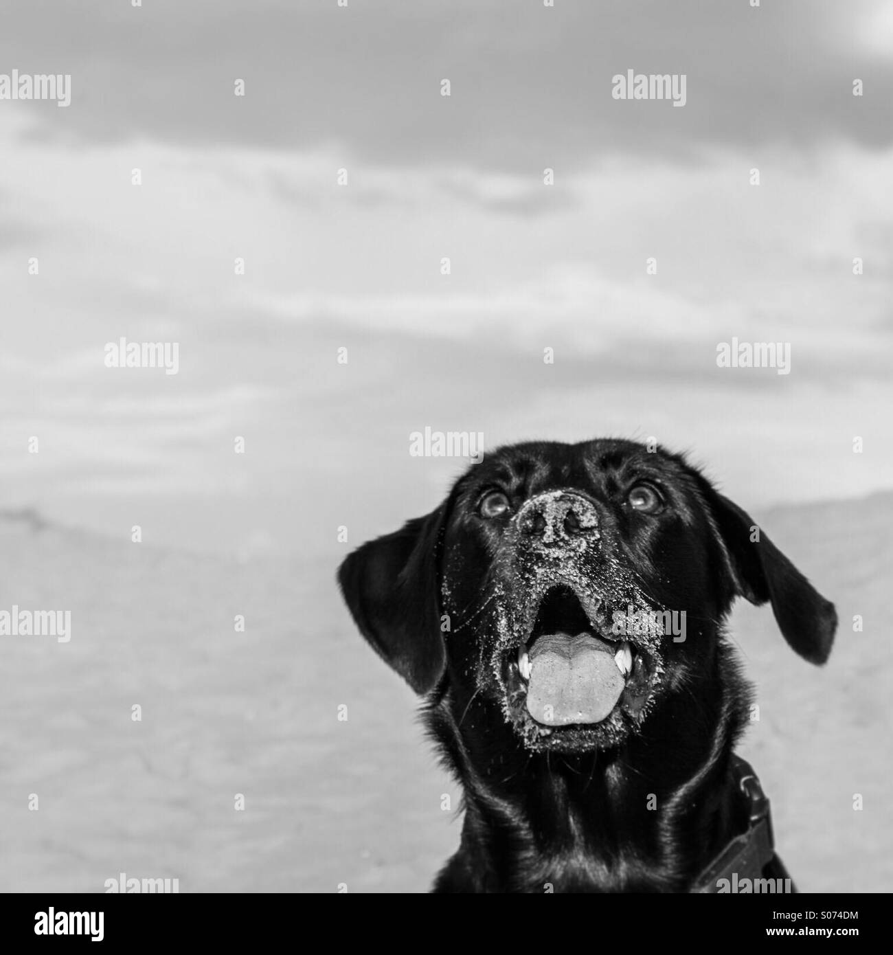 Cute black labrador dog portrait in black and white Stock Photo