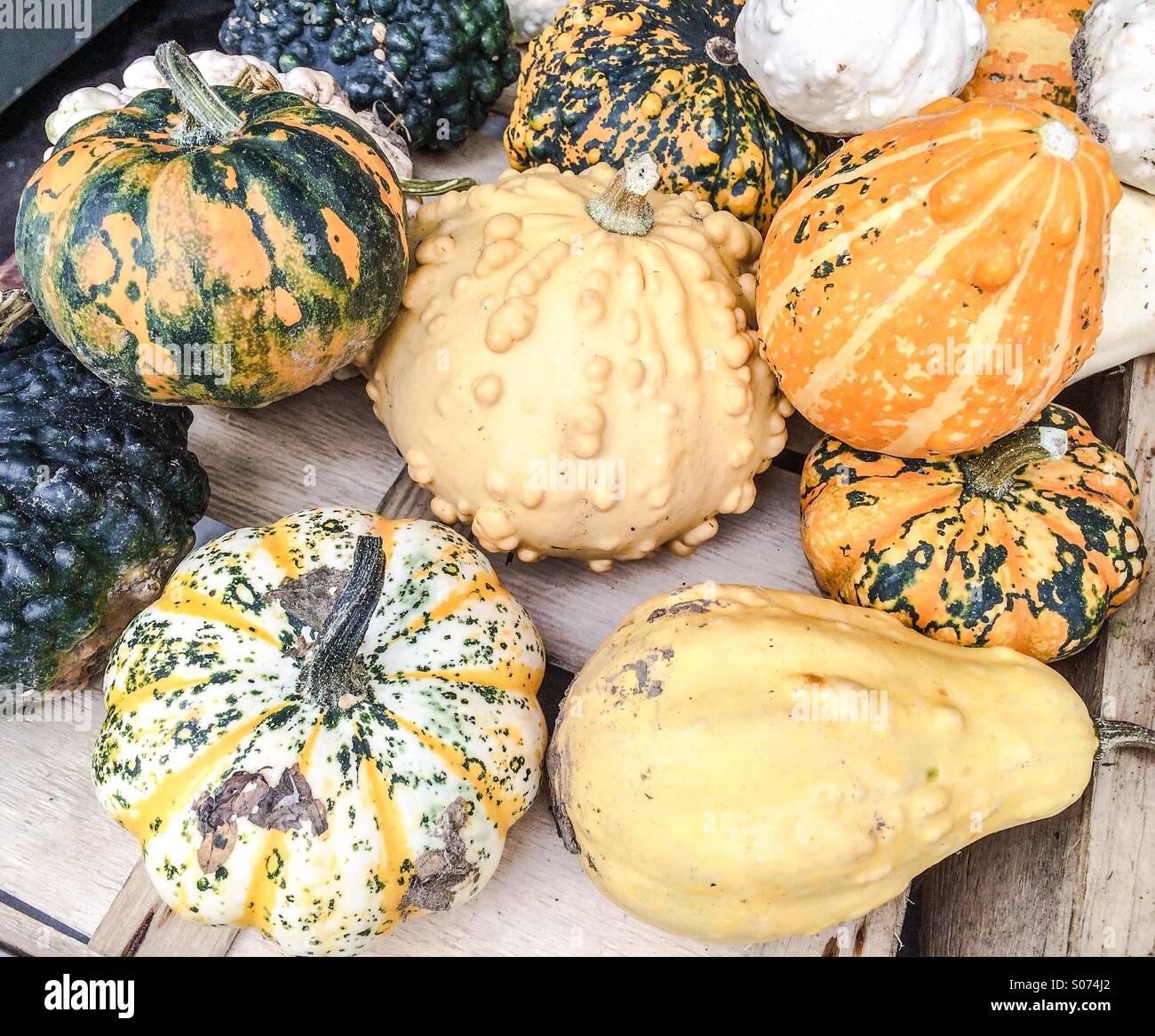 Bunch of gourds and squashes for halloween Stock Photo Alamy