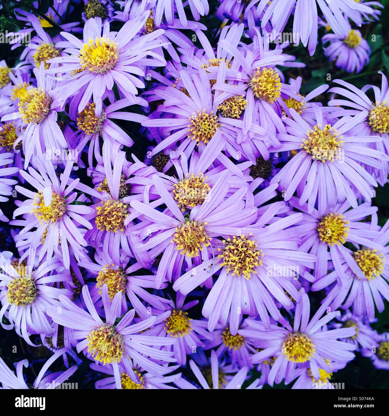 Full frame of purple anemones with bright yellow centres Stock Photo