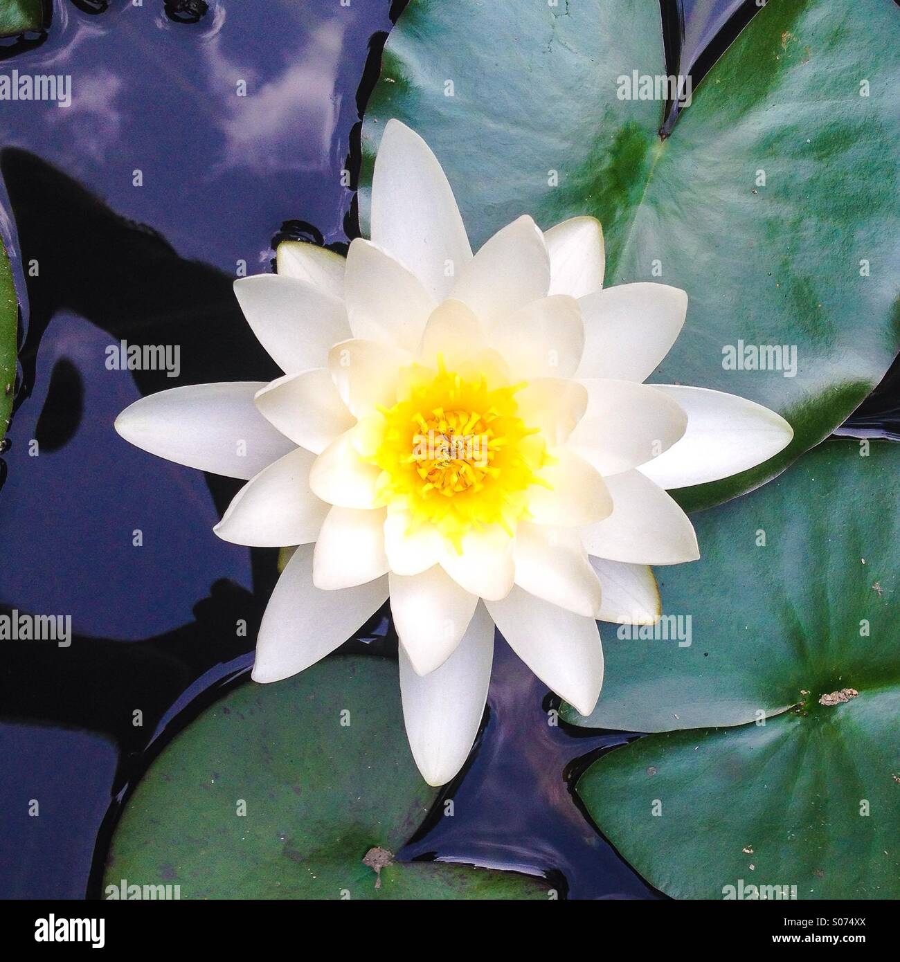 White flower floating in the river Stock Photo