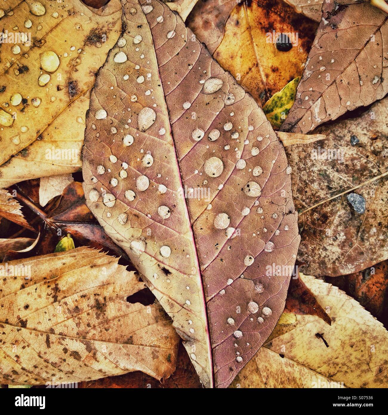 Autumn leaves - Smartphone Captured Stock Image