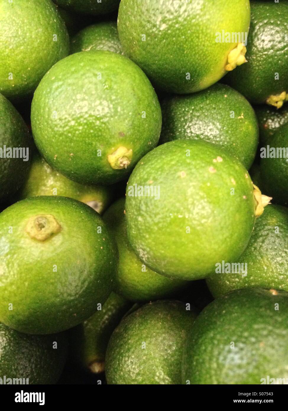 Citrus Microcarpa Stock Photo