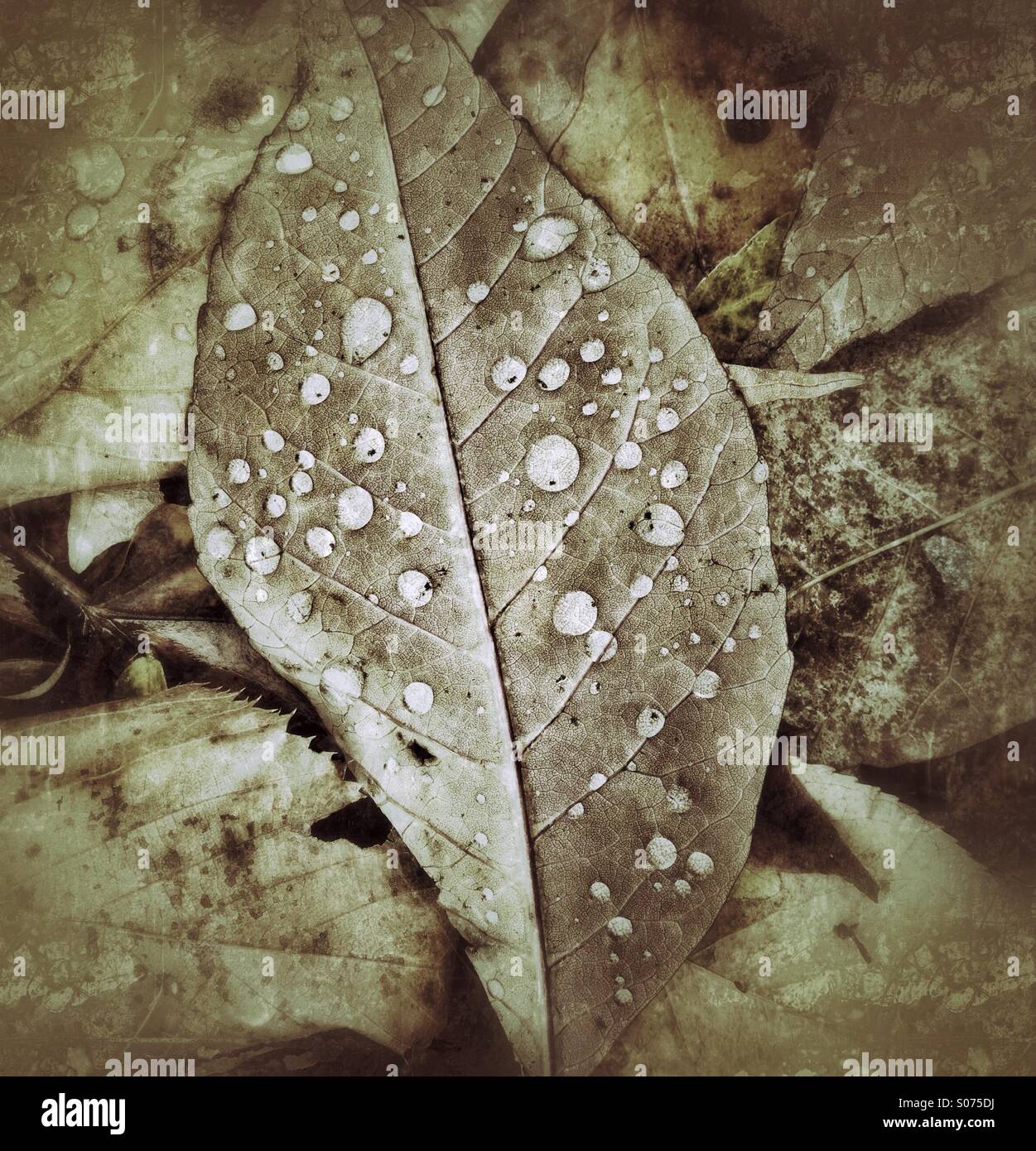 Leaves - Smartphone Captured Stock Image