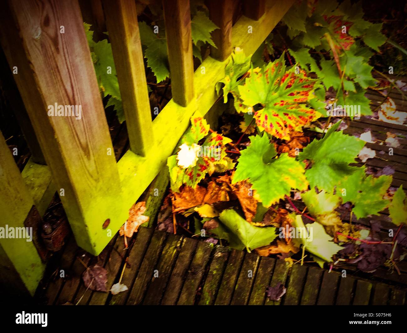 Autumn leaves and gate Stock Photo