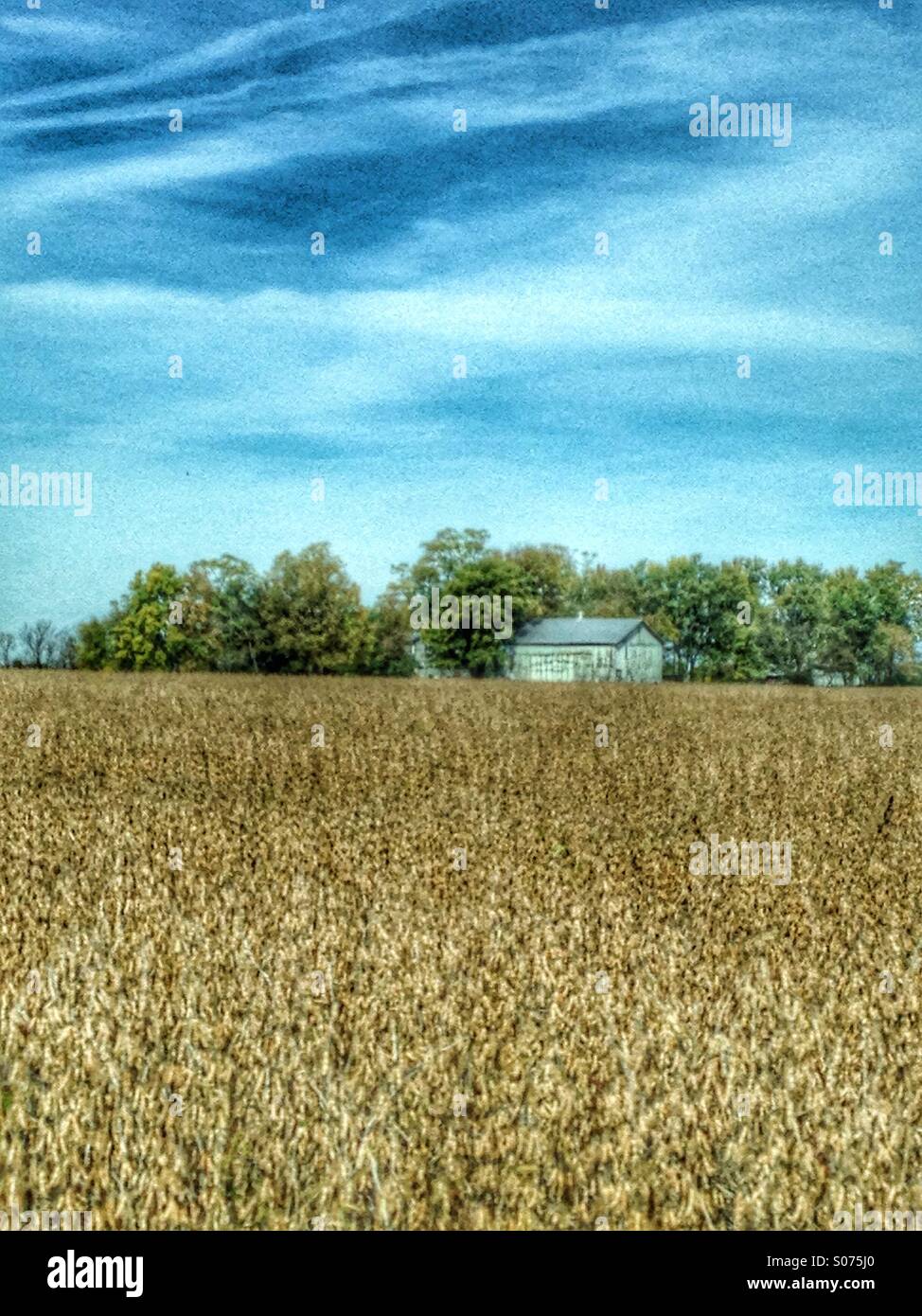 A barn in the midst of a dry soybean field. - Smartphone Captured Stock Image