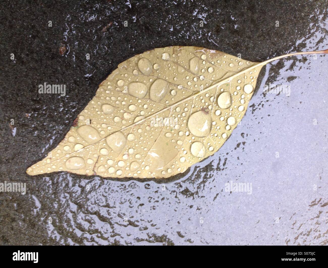 Autumn leaf on rain soaked asphalt Stock Photo