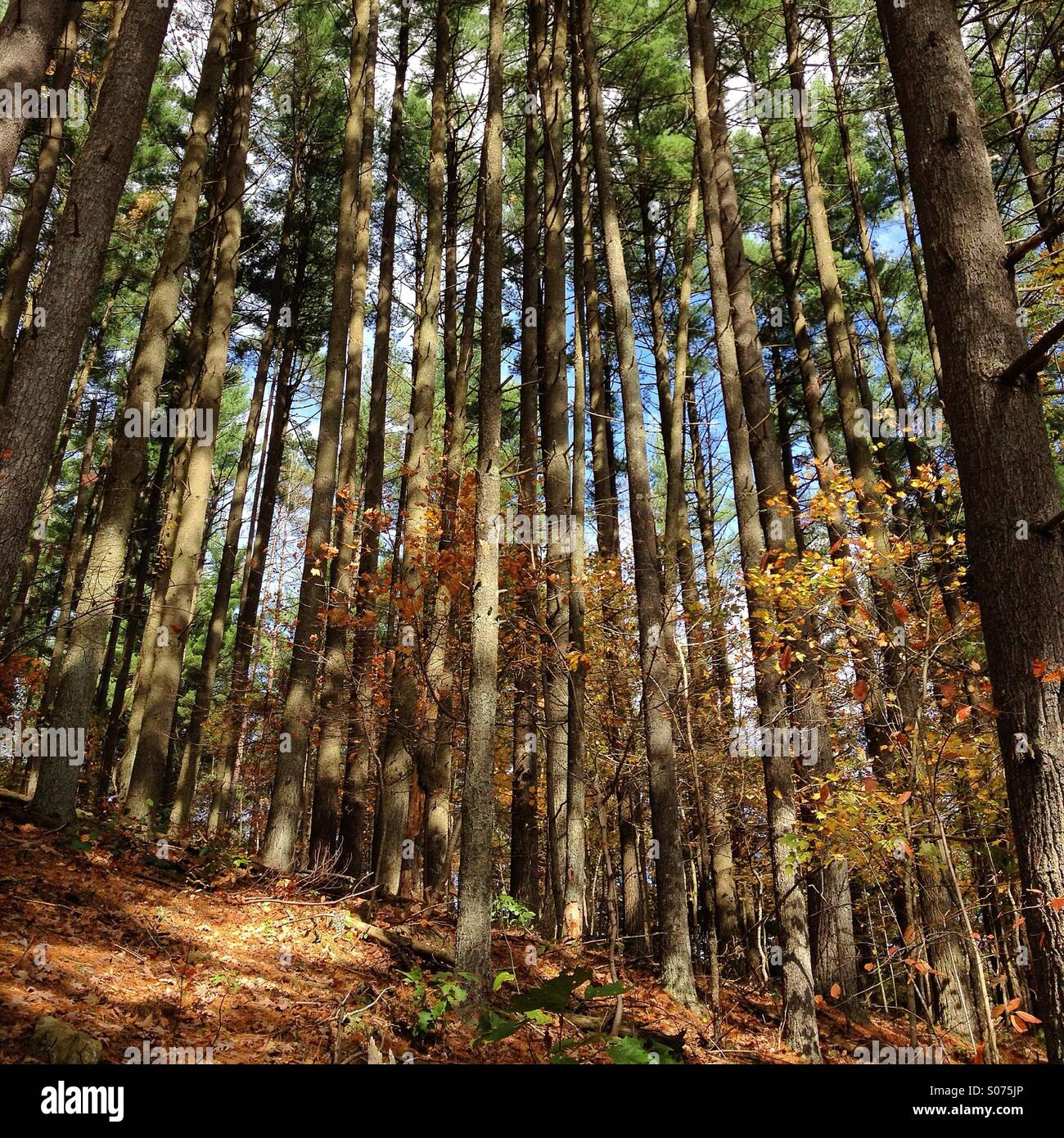 Grove of tall pine trees with colorful understory trees Stock Photo Alamy