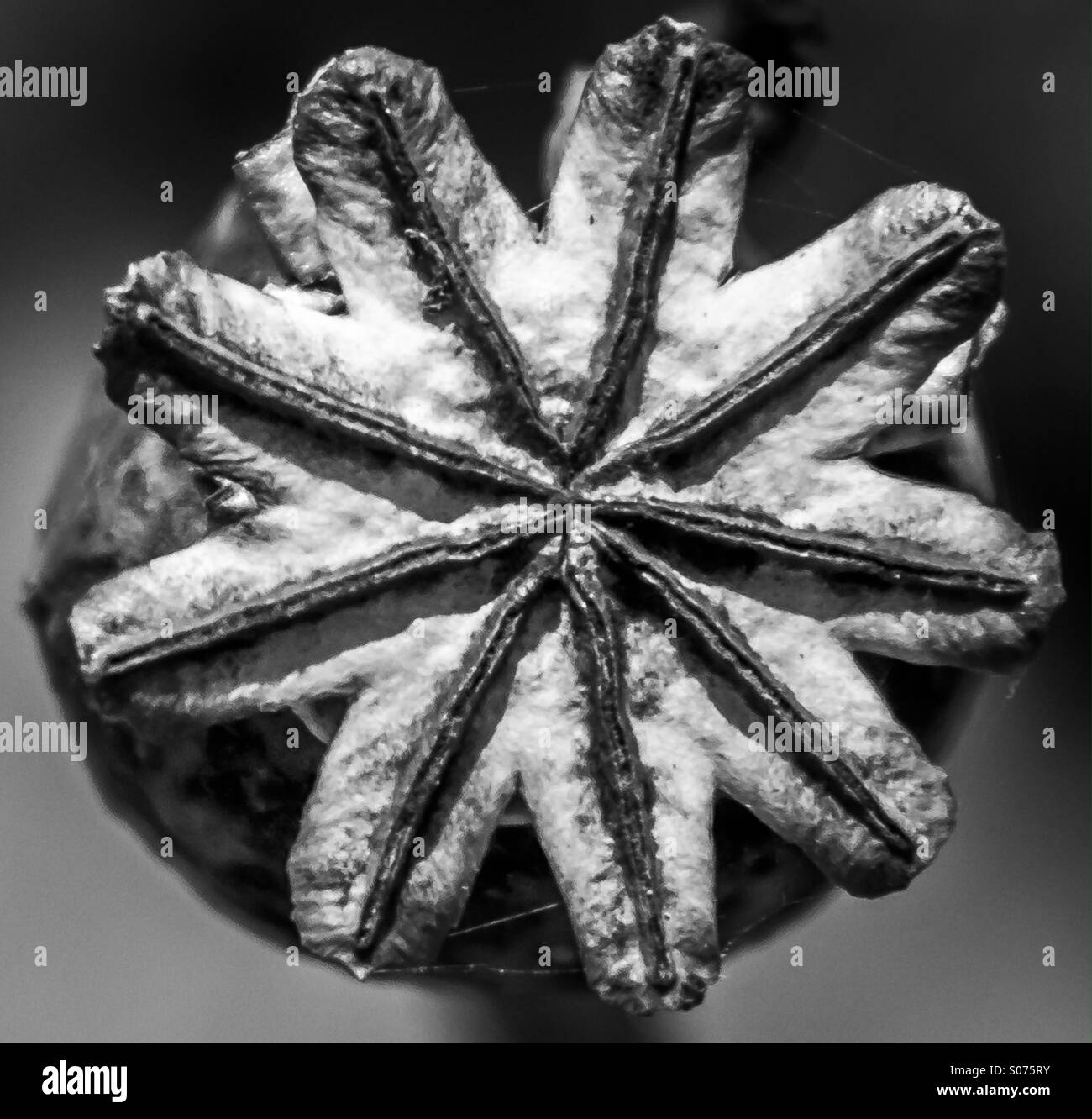 Seed pod - Smartphone Captured Stock Image