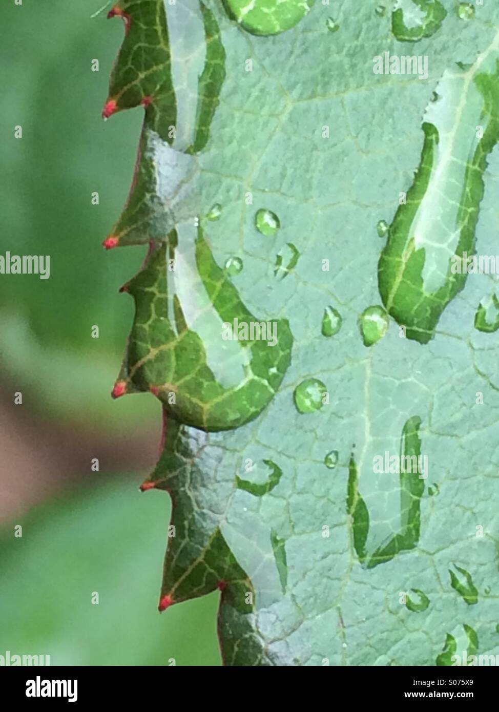 Rain drops on holly leaf Stock Photo