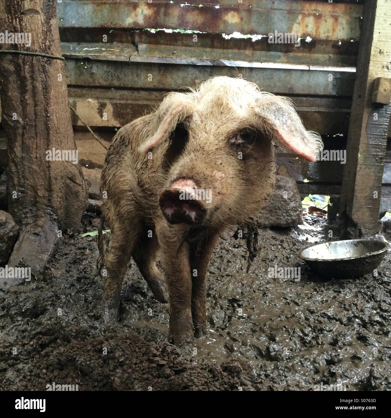 Muddy pig - Smartphone Captured Stock Image